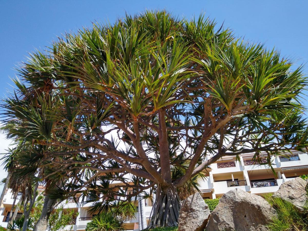 Forest Flat - Big Heated Pool, Terrace, Tv Channels, Golf Courses San Miguel de Abona Exteriör bild